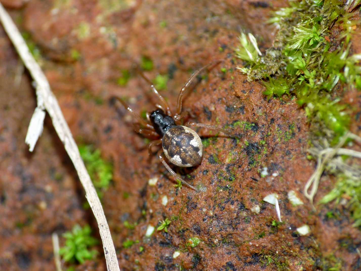 Pachygnatha sp.